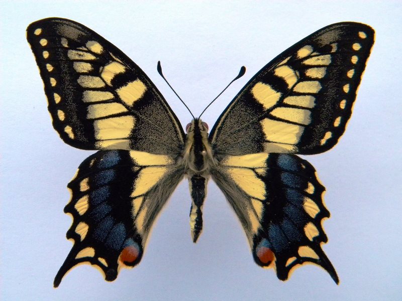 Papilio machaon (cold shock abb G) (Internet Image property of respective owner, non-commercial use only)